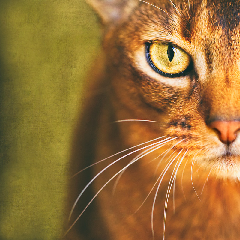 Gina-the-Abyssinian-cat