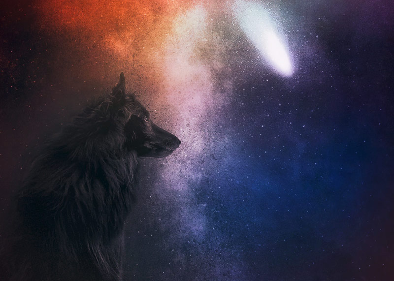 WolfCub the Groenendael and the stars