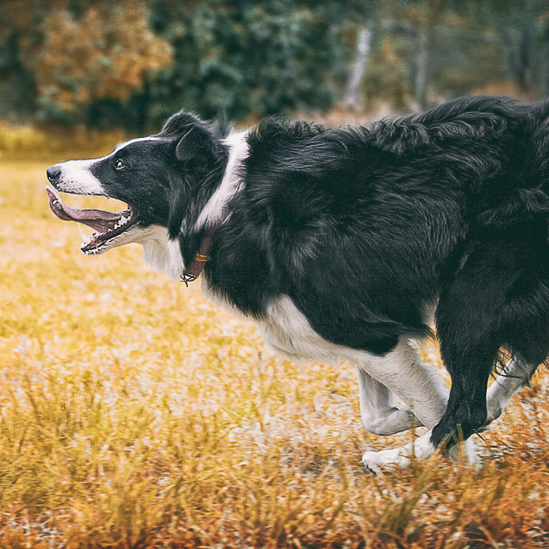 Border Collie running flat out