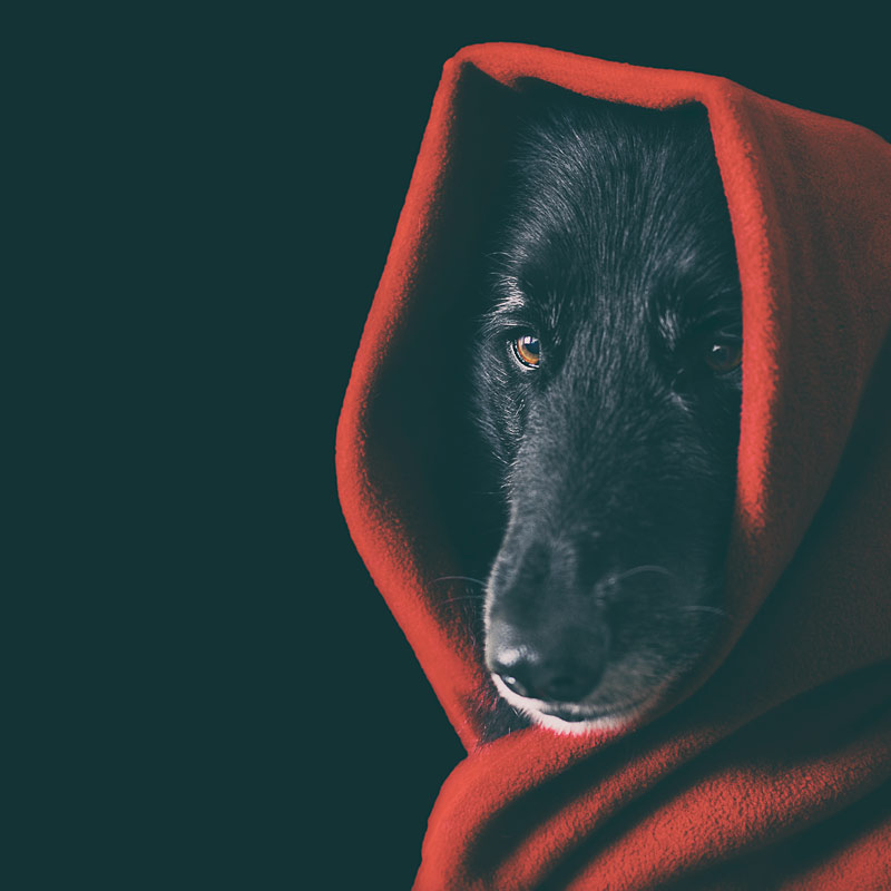 Dog dressed as Little Red Riding Hood