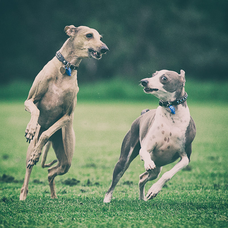 Two Italian Greyhounds running side by side
