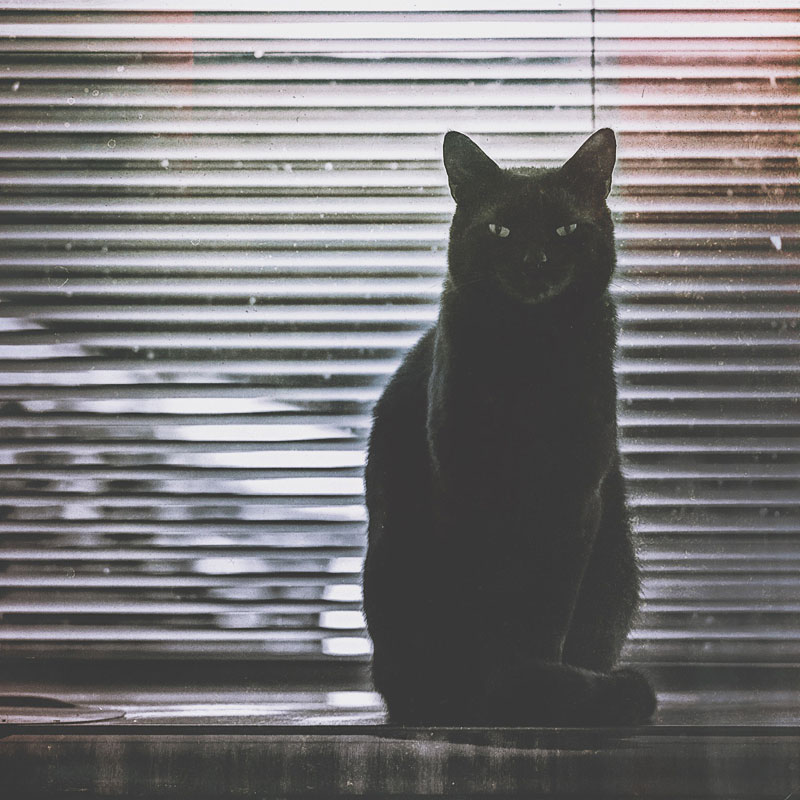 Black cat sitting in front of window