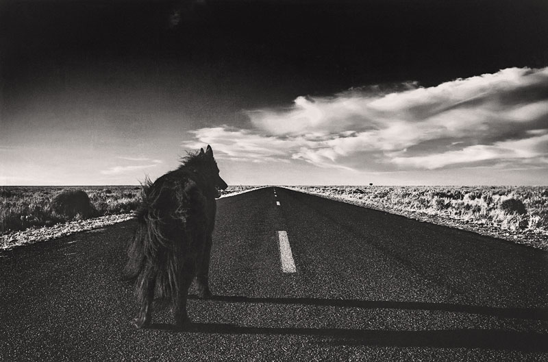 Dog-on-never-ending-road