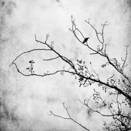 Magpie-in-winter-branches-against-the-sky
