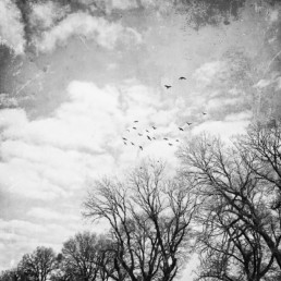 Murder-of-crows-against-trees-and-sky