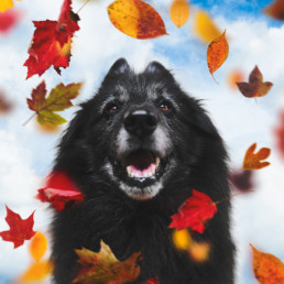 Belgian-Sheepdog-with-autumn-leaves