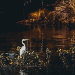 Crane-standing-in-water