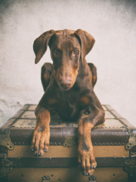 Doberman-puppy-sitting-on-a-suitcase