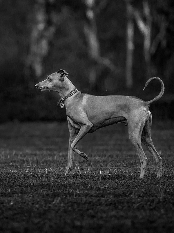 italian-greyhound-posing