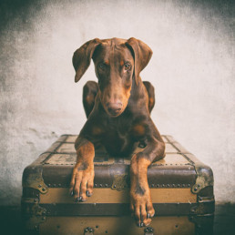Doberman-puppy-sitting-on-a-suitcase-