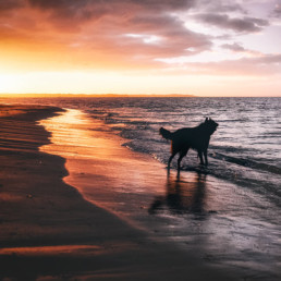 Dog-on-beach-at-sunset
