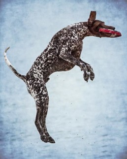 Elnglish-Pointer-leaping-in-air-to-catch-toy
