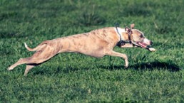 Greyhound-racing