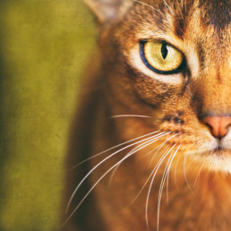 Half-face-portrait-of-an-Abyssinian-cat