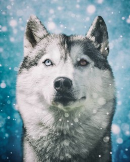 Husky-portrait-in-the-snow