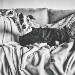 Italian-Greyhound-relaxing-on-a-sofa