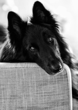 Black and white portrait of a Belgian Sheepdog