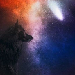 Belgian Shepherd WolfCub-and-the-stars-