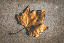 autumn-leaf-on-concrete