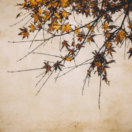 autumn-leaves