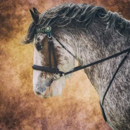 horse-under-rein-on-a-textured-background