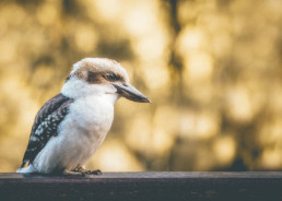 kookaburra-sitting-on-rail