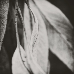 leaf-edge-in-black-and-white