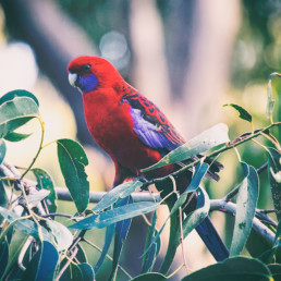 rosella-sitting-among-gum-leaves