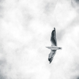 seagull-flying-overhead