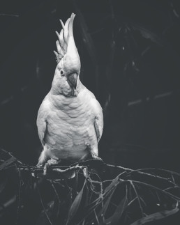 sulphur-crested-cockatoo